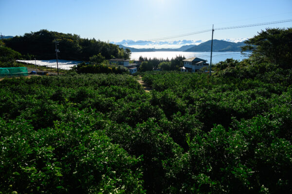 Omishima Bridge Approach